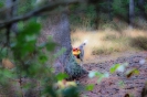 Drückjagd