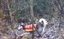 Drückjagd