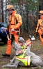 Drückjagd