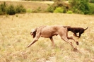 Running Dogs