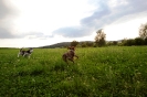 Running Dogs