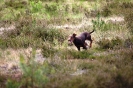 Running Dogs