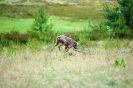Running Dogs