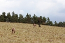 Running Dogs