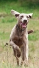Running Dogs