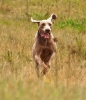 Running Dogs