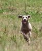 Running Dogs