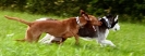 Running Dogs