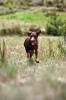 Running Dogs