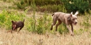 Running Dogs