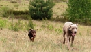 Running Dogs