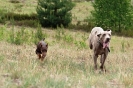 Running Dogs