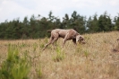 Running Dogs
