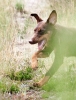 Running Dogs