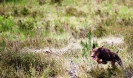 Running Dogs