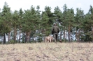 Running Dogs