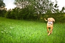Running Dogs