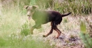 Running Dogs