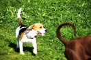 Tag des Hundes 2011