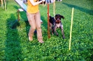 Tag des Hundes 2011