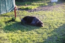 Tag des Hundes 2011