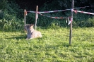 Tag des Hundes 2011