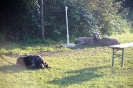 Tag des Hundes 2011