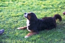 Tag des Hundes 2011