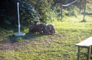 Tag des Hundes 2011