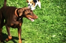 Tag des Hundes 2011