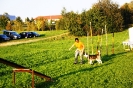 Tag des Hundes 2011