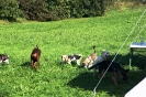 Tag des Hundes 2011