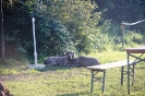 Tag des Hundes 2011