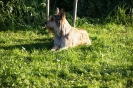 Tag des Hundes 2011