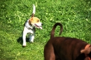Tag des Hundes 2011