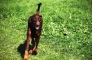 Tag des Hundes 2011