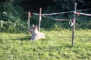 Tag des Hundes 2011