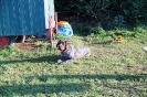 Tag des Hundes 2011