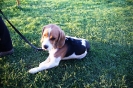 Tag des Hundes 2011