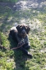 Tag des Hundes 2011
