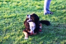 Tag des Hundes 2011