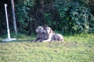 Tag des Hundes 2011