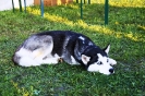 Tag des Hundes 2011