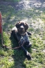 Tag des Hundes 2011