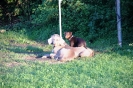 Tag des Hundes 2011