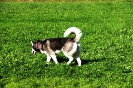 Tag des Hundes 2011