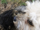 Weisswurstessen