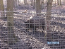Wildpark Höllohe